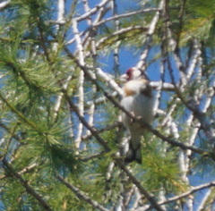 Carduelis carduelis