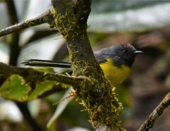 Myioborus miniatus