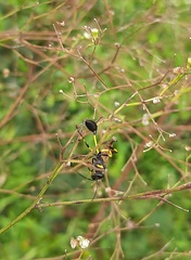 Sceliphron madraspatanum