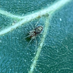 Araneae