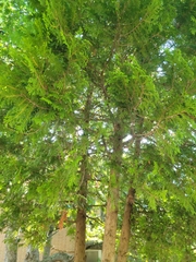 Thuja occidentalis