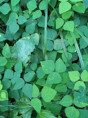 Amphicarpaea bracteata