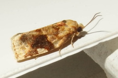 Archips argyrospila