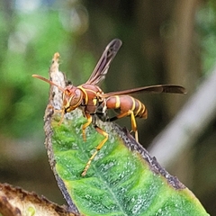 Polistes dorsalis dorsalis