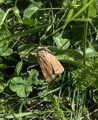Noctua fimbriata
