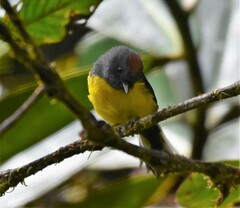 Myioborus miniatus
