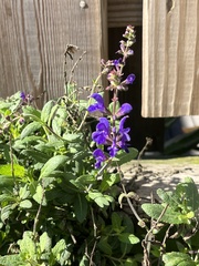 Salvia pratensis
