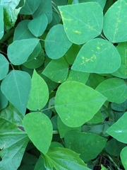 Amphicarpaea bracteata