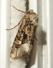 Lacinipolia olivacea