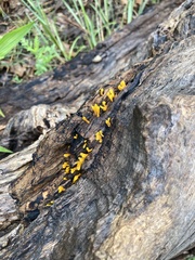 Dacrymycetaceae