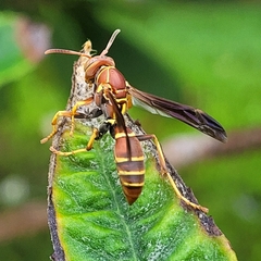 Polistes dorsalis dorsalis
