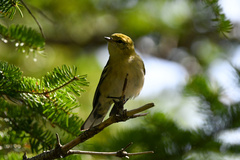 Setophaga castanea