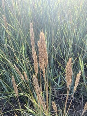 Ammophila breviligulata