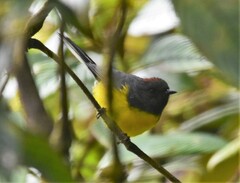 Myioborus miniatus
