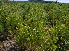 Ranunculus arvensis