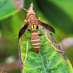 Polistes dorsalis dorsalis
