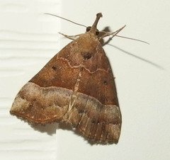 Hypena eductalis