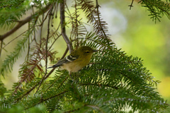 Setophaga castanea