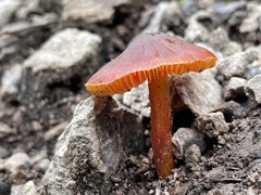 Hygrocybe