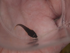 Lepadogaster candolii