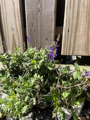 Salvia pratensis