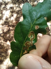 Insecta