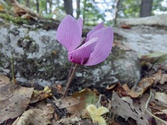 Cyclamen purpurascens
