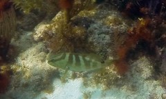 Epinephelus striatus