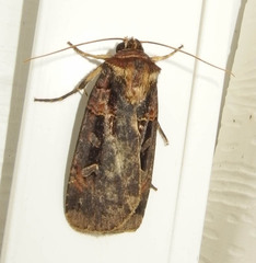 Pseudohermonassa bicarnea