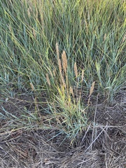 Ammophila breviligulata