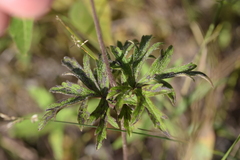 Anemone cylindrica