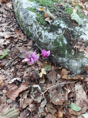 Cyclamen purpurascens
