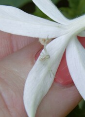 Misumenops