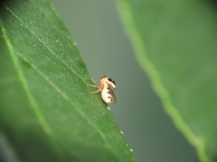 Thaumatomyia