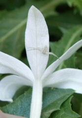 Misumenops