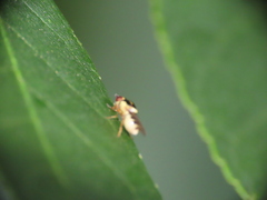 Thaumatomyia