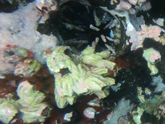 Megabalanus