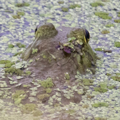 Lithobates catesbeianus