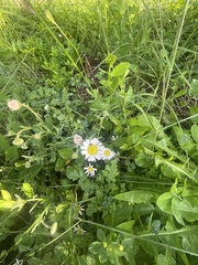 Erigeron modestus
