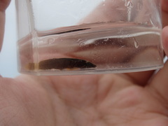 Lepadogaster candolii
