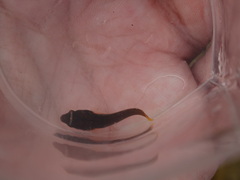 Lepadogaster candolii
