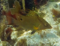 Lachnolaimus maximus