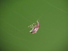 Cucujiformia