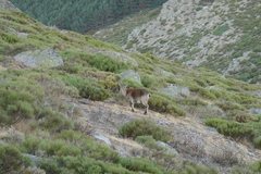 Capra pyrenaica