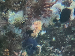 Tubastraea coccinea