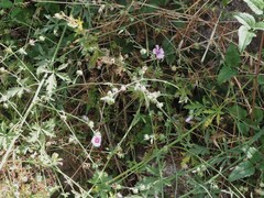 Althaea cannabina
