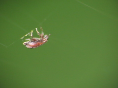 Cucujiformia