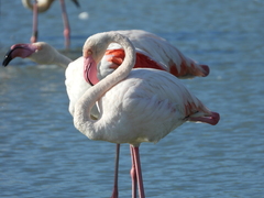 Phoenicopterus roseus