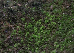 Southbya tophacea