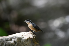 Sitta canadensis